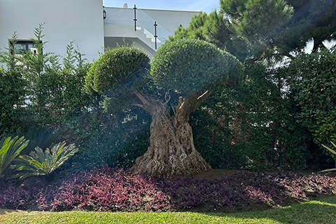 Venta de plantas